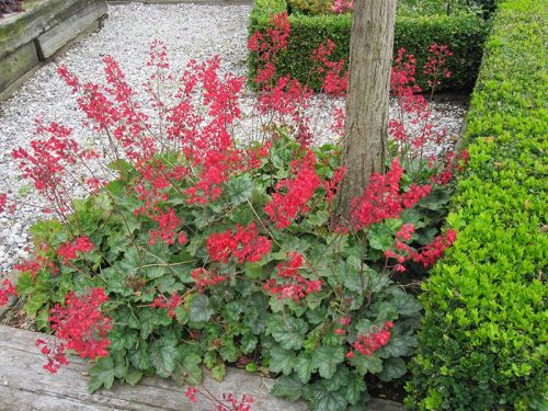 Heuchera krvavá LEUCHTKAFER 