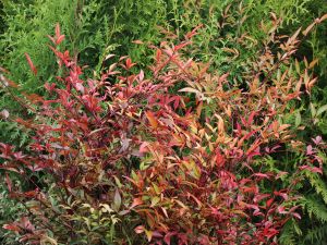 Nandina domácá