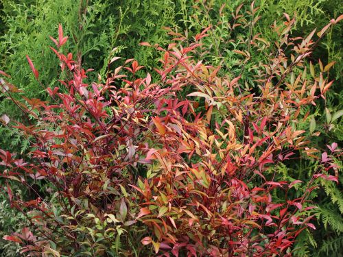 Nandina domácá