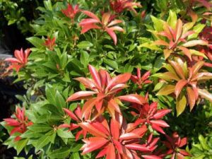 Pieris japonský  Major