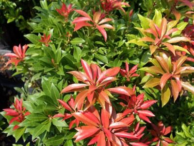 Pieris japonský  Major