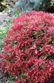 Pieris japoński MAJOR