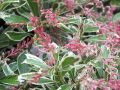Pieris Japoński Ralto