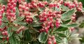 Pieris Japoński Ralto