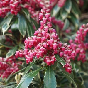 Pieris japonský  RALTO