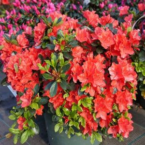 Japonská azalka ORANGE BEAUTY