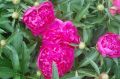 Piwonia Augustin d'Hour