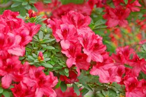 Japonská azalka VUYK'S SCARLET