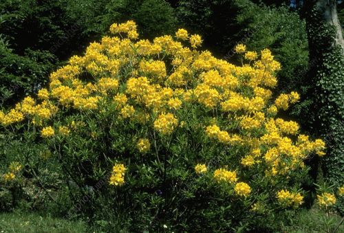 PONTICAN Azalea