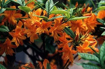 Veľkokvetá azalka APRICOT