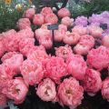 Piwonia chińska Peonia Pink Hawaiian różowa