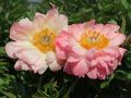 Piwonia chińska Peonia Pink Hawaiian różowa