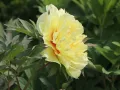 Piwonia Itoh Bartzella Drzewiasta