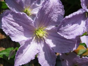 Clematis WHITE ANGEL