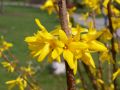 Forsycja zwisająca