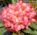 Rododendron 'Balalaika'