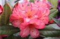 Rododendron 'Balalaika'