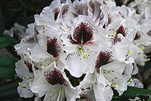 Rododendron CALSAP