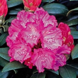 Rododendron HELLIKI 