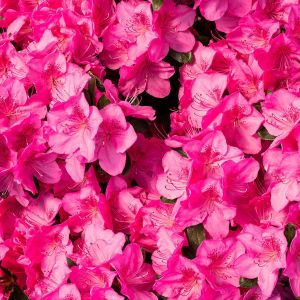 Rhododendron Rosacea trpasličí
