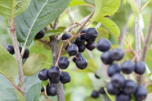 Aronia čierna NERO