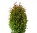 Żywotnik zachodni 'Green Egg'