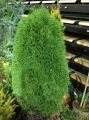 Żywotnik zachodni 'Green Egg'
