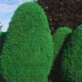 Żywotnik zachodni 'Green Egg'