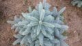 Świerk kłujący 'Super Blue Seedling'