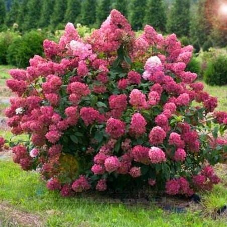 Kytica hortenzie MEGA MINDY