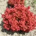 Berberys 'Ruby Star'