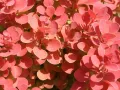 Berberys 'Ruby Star'