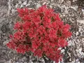Berberys 'Ruby Star'