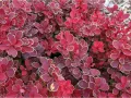Berberys 'Ruby Star'