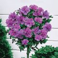 Hibiskus ARDENS - ketmia syryjska na pniu