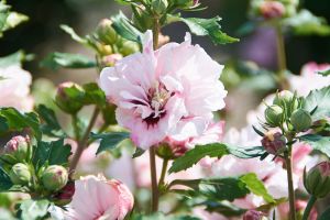 Hibiscus syriacus LEOPOLDII - sýrska ketmia na stonke