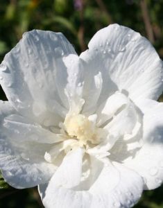 Hibiscus WHITE FULLER
