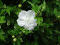 Hibiskus BIAŁY PEŁNY