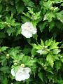 Hibiskus BIAŁY PEŁNY