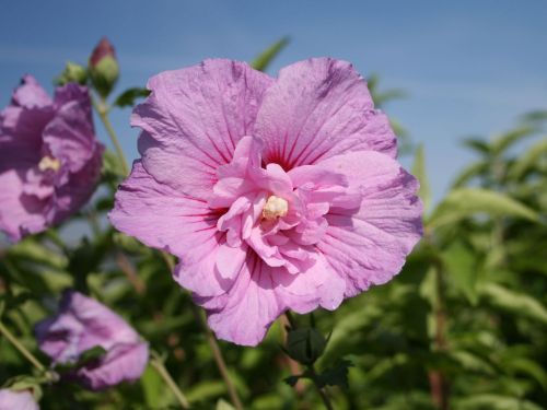 Hibiscus LAWENDOUS FULL - štepený