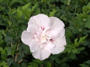 Hibiscus FULL FLOWER - štepený