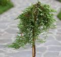 Jałowiec płożący 'Glacier' na pniu