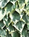 Bluszcz Kolchidzki 'Dentata Variegata'