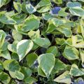 Bluszcz Kolchidzki 'Dentata Variegata'