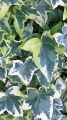 Bluszcz Kolchidzki 'Dentata Variegata'