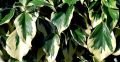 Bluszcz Kolchidzki 'Dentata Variegata'