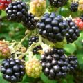 Jeżyna bezkolcowa 'Little Black Prince'