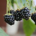 Jeżyna bezkolcowa 'Little Black Prince'