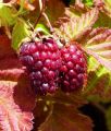 Malinojeżyna 'Boysenberry'