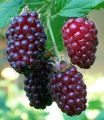 Malinojeżyna 'Boysenberry'